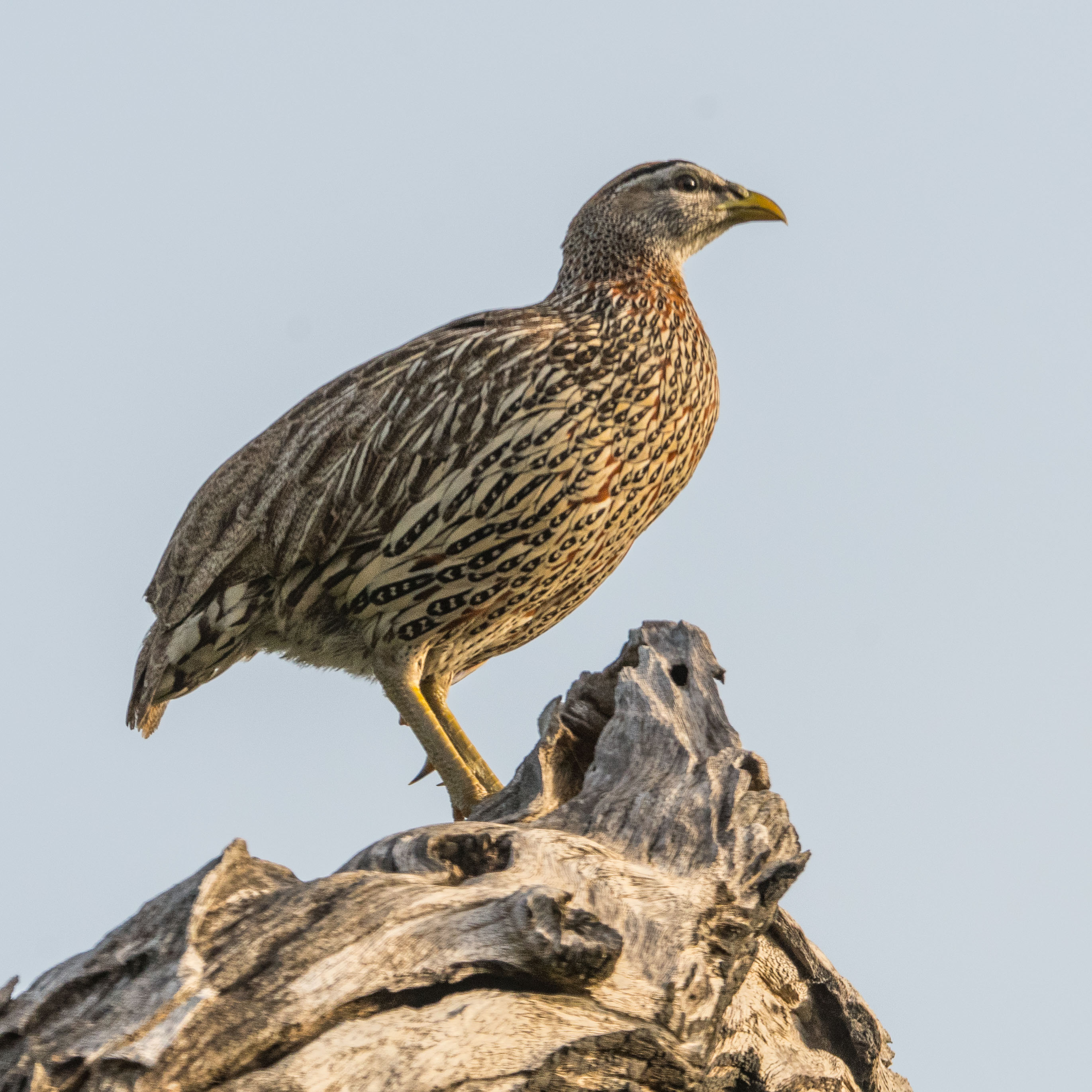 Francolin à double éperon adulte (Double-spurred Francolin, Pternistis bicalcaratus), mâle probable, Réserve de Fathala, Sénégal.